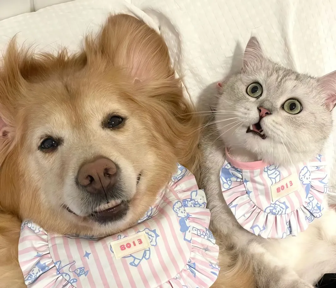 可爱 猫猫狗狗 治愈 壁纸预览
