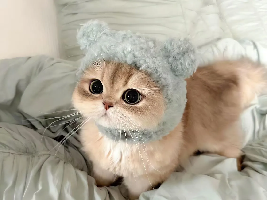 可爱 猫猫 治愈 壁纸预览