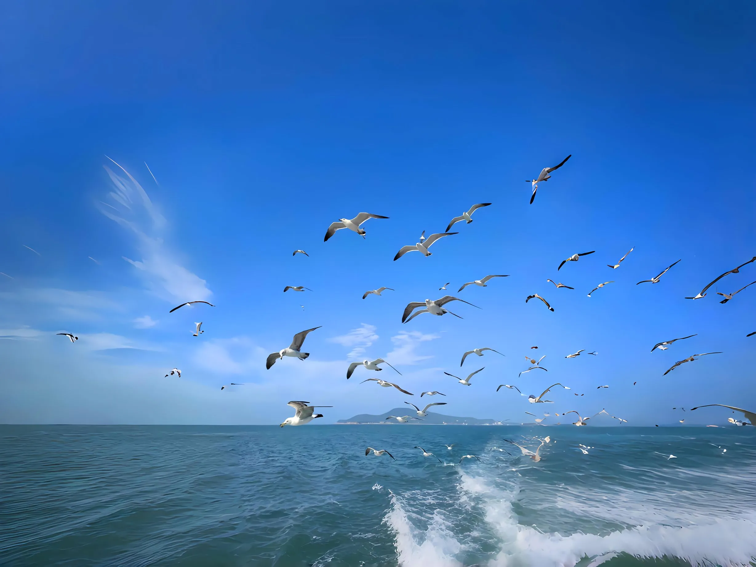 风景 动物 海鸥 大海 治愈 蓝色 壁纸预览