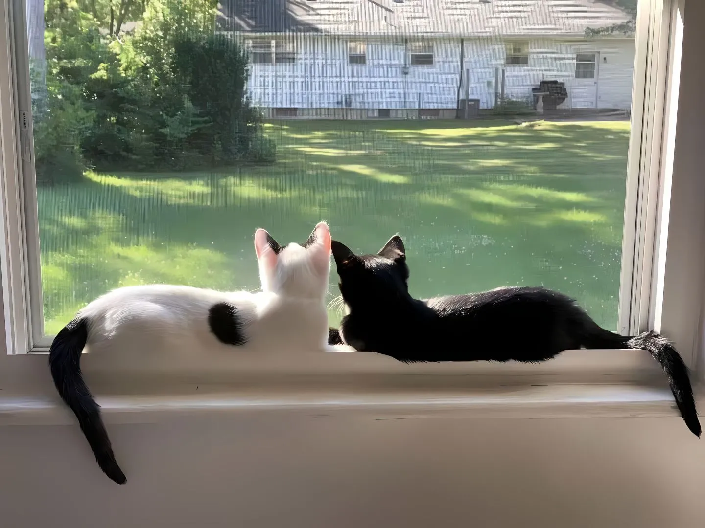 动物 猫猫 可爱 萌宠 壁纸预览