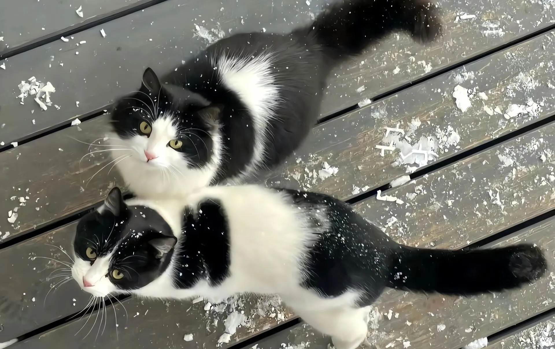 动物 萌宠 可爱 猫猫 壁纸预览