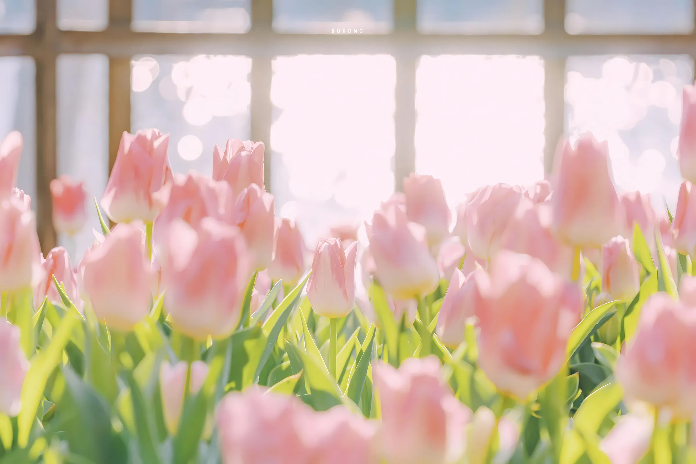 风景 郁金香 花卉 粉色系 壁纸预览