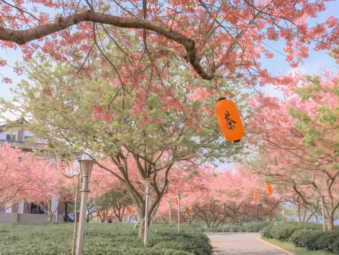 风景 春天 樱花 春意盎然 壁纸预览