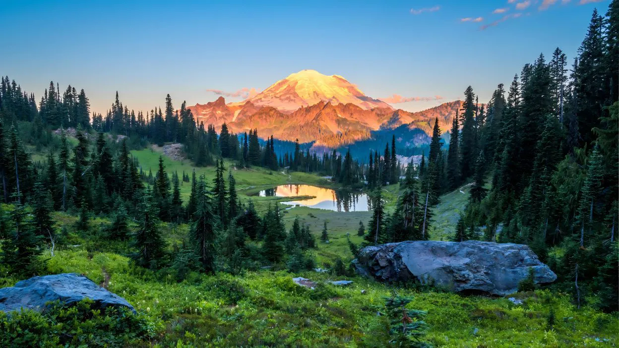 风景 日照金山 绿色 森林 壁纸预览