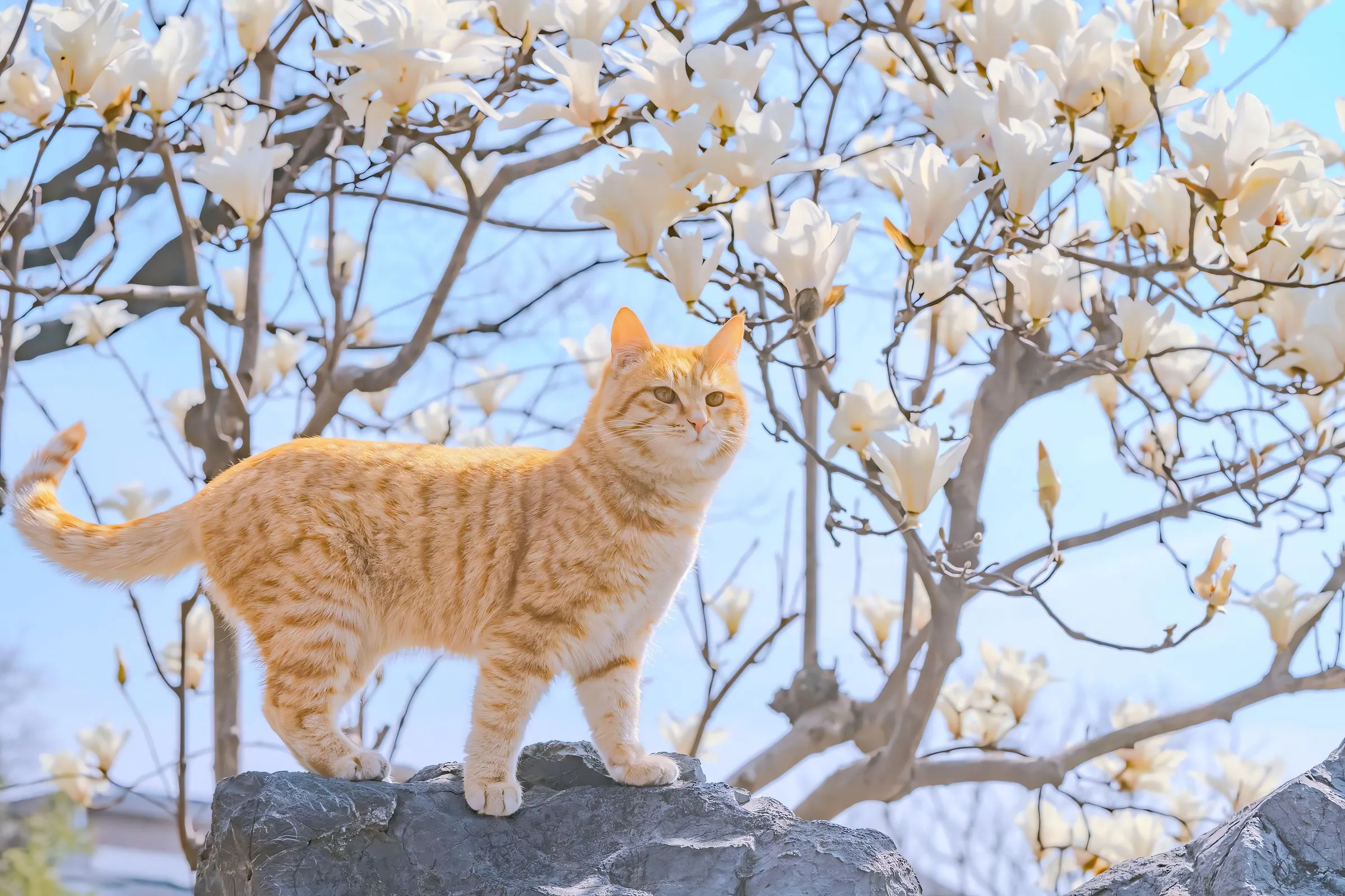 动物 可爱 猫猫 春日 樱花 壁纸预览