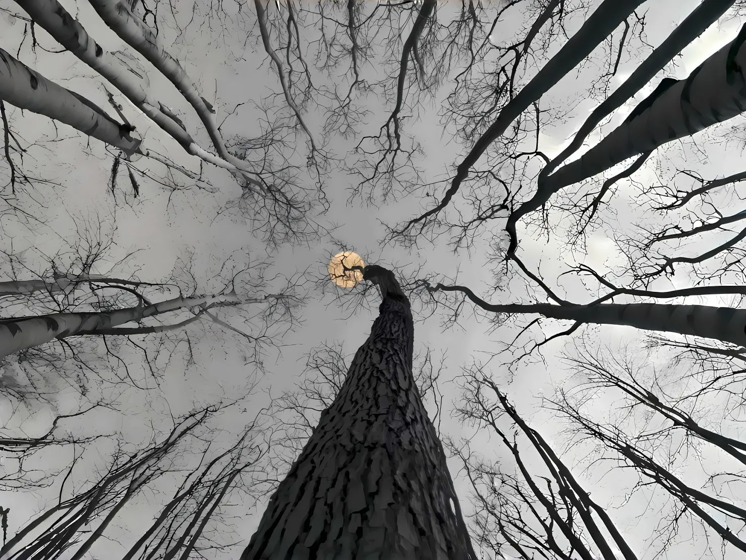 风景 ins风 大树 灰色 艺术 壁纸预览