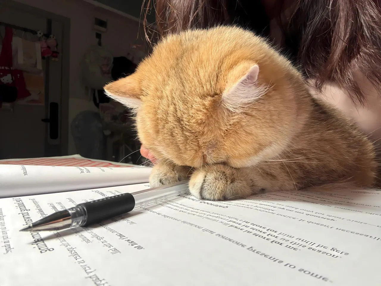 动物 可爱 治愈 小猫咪 萌宠 壁纸预览