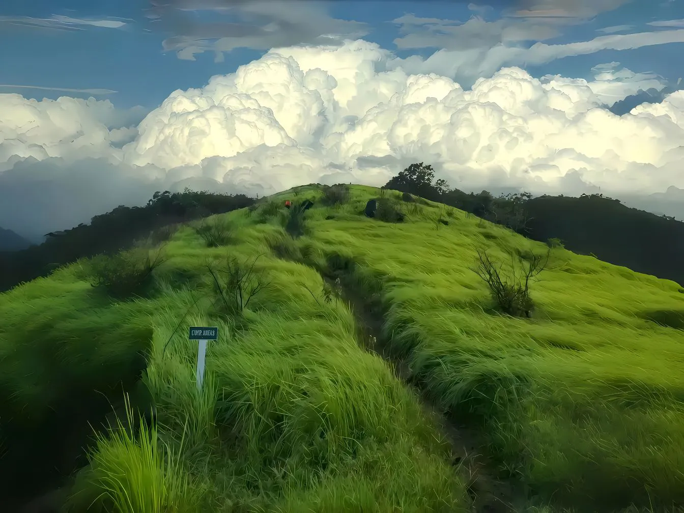 风景 草地 白云 治愈 绿色系 护眼 壁纸预览