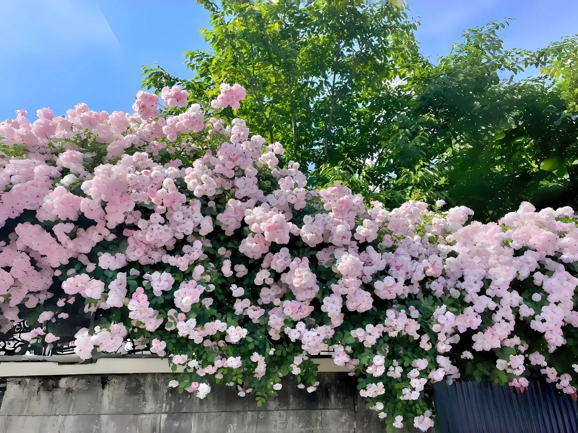 风景 春 花卉 绝美 粉色系 壁纸预览