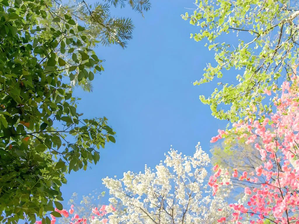 风景 ins风 花 唯美 大自然 壁纸预览