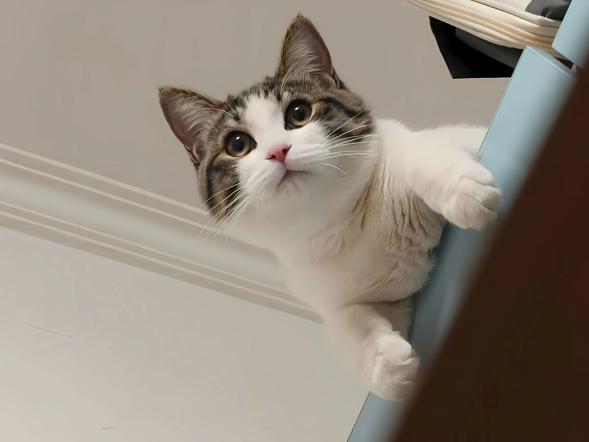 动物 小猫咪 萌宠 可爱 治愈 壁纸预览