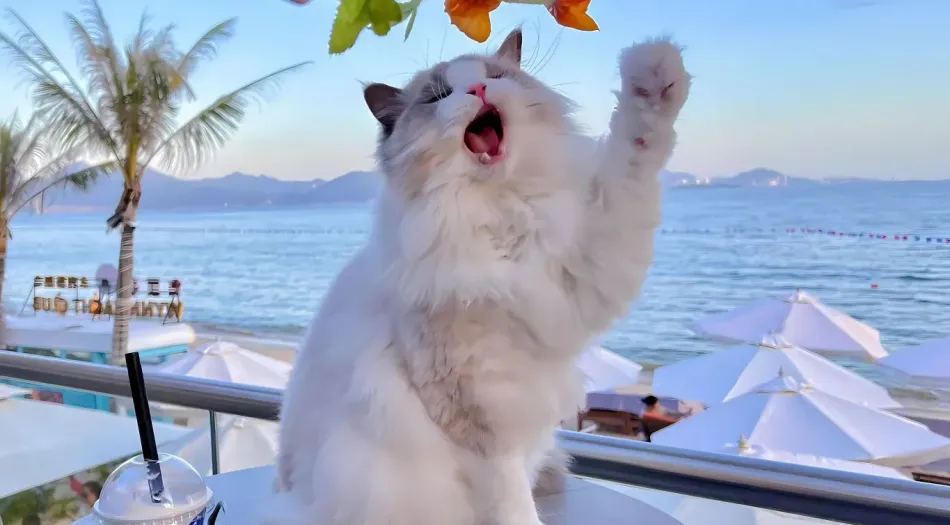 动物(分类),可爱,小猫咪,萌宠,夏日 壁纸预览