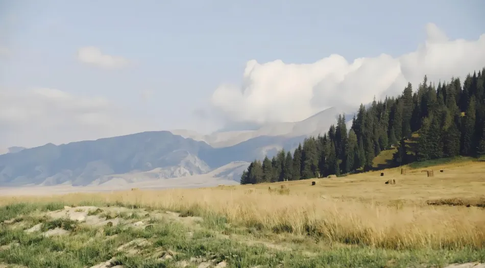 风景(分类),草原,森林,牧区 壁纸预览