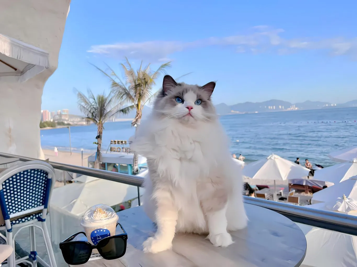 动物 可爱 萌宠 小猫 治愈 壁纸预览
