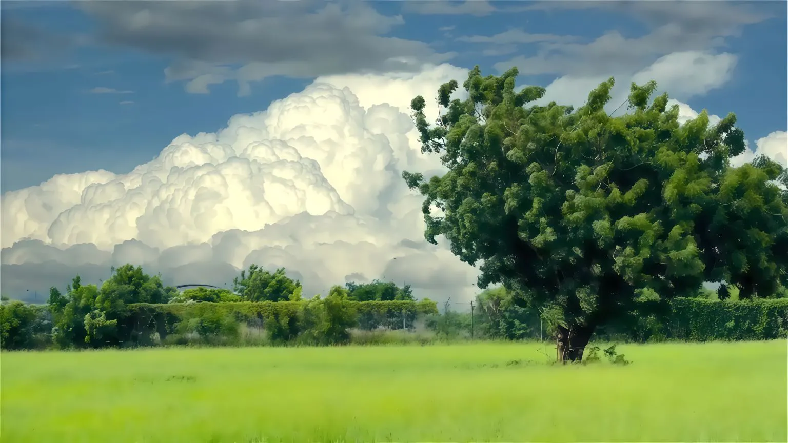 初夏 绿色 护眼 大自然 风景 壁纸预览