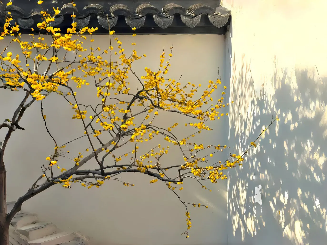 大树 简约 氛围 大自然 风景 壁纸预览