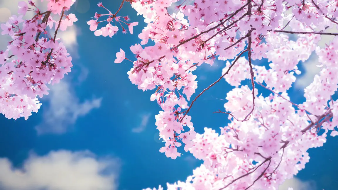 ins风 唯美 樱花 浪漫 壁纸预览