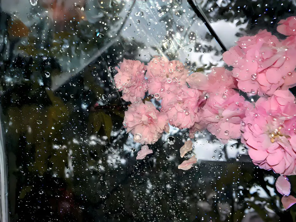 下雨天 花卉 雨伞 氛围 风景 壁纸预览