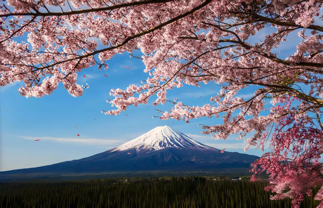 风景 樱花 山峰 雪 壁纸预览