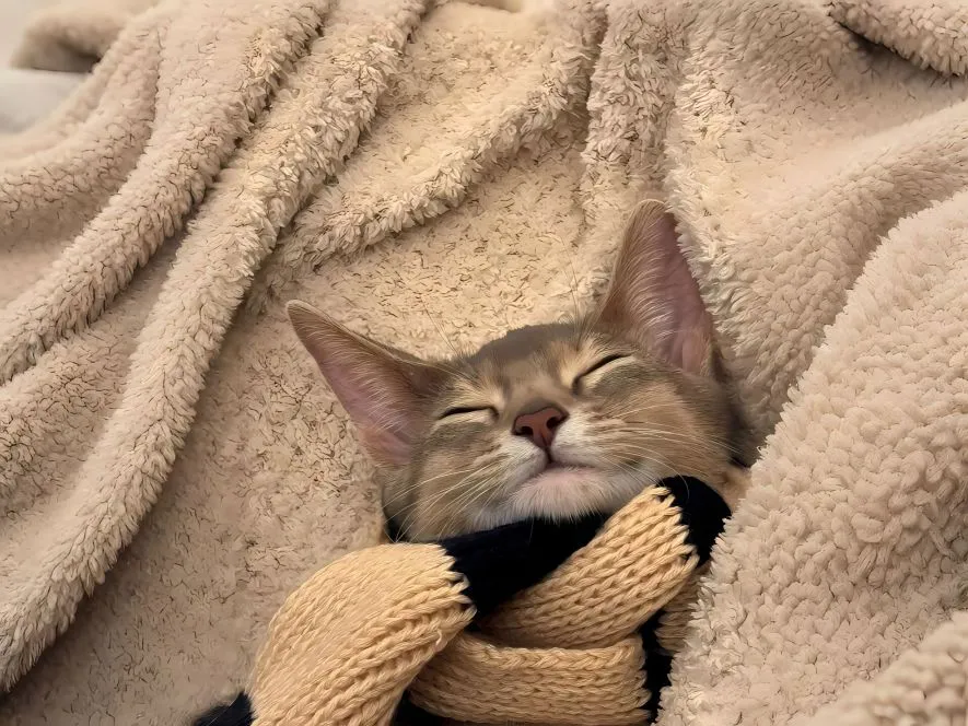 可爱 猫猫 治愈 睡觉 动物 壁纸预览
