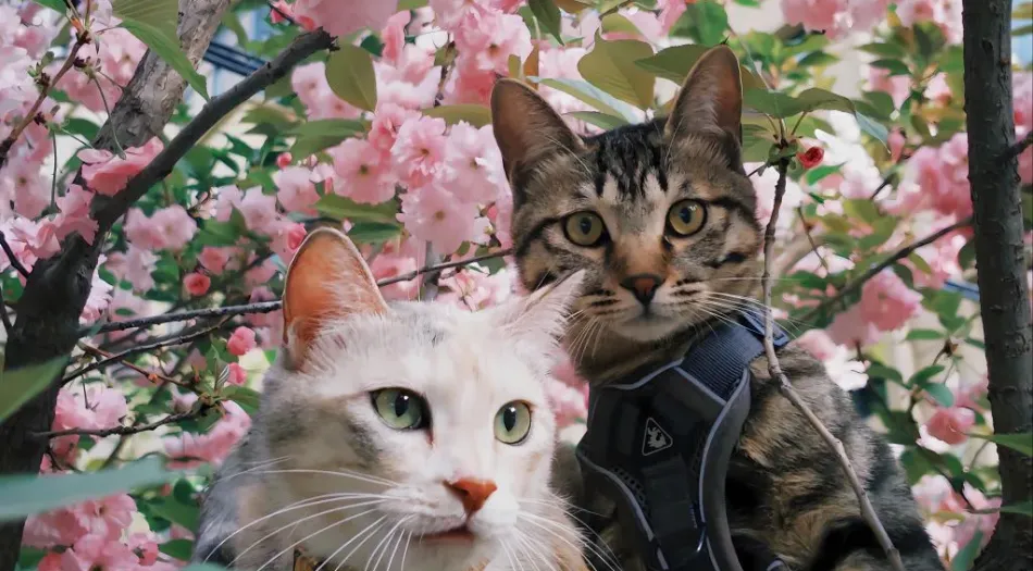 小猫,帅气,萌宠,桃花 ,动物(分类) 壁纸预览