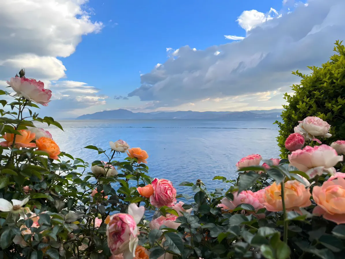 花卉 海边 好看 绝美 风景 壁纸预览