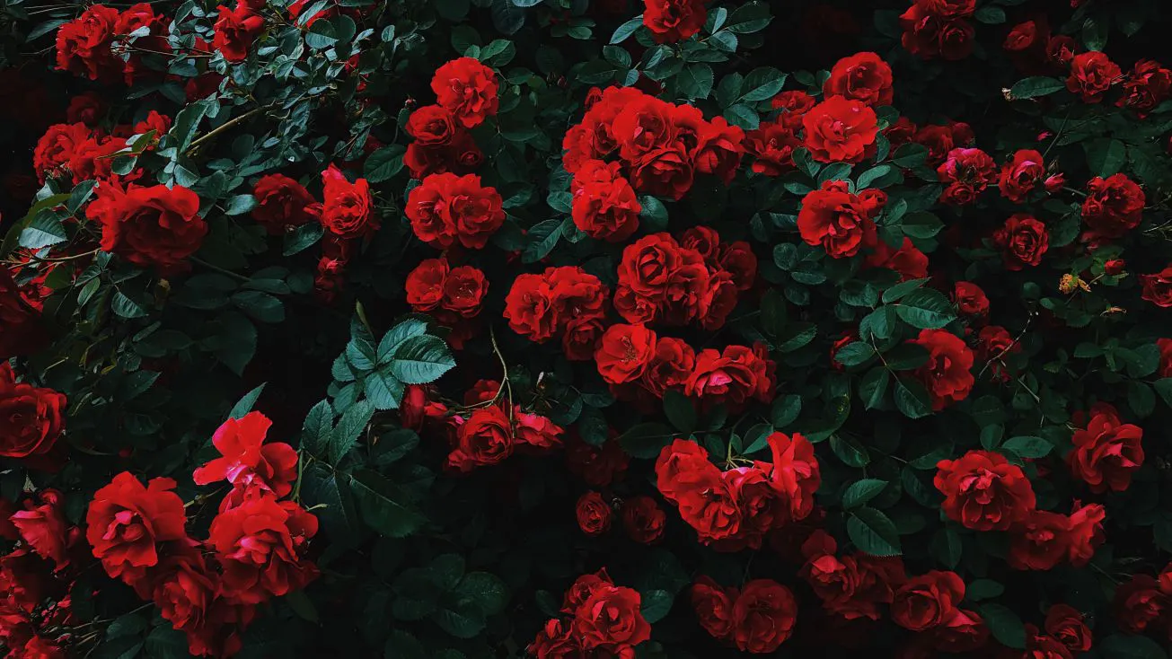 ins风 风景 鲜花 Rose 玫瑰 壁纸预览