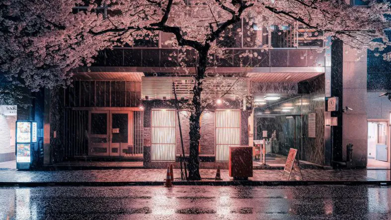 ins风 风景 大树 道路 夜晚 壁纸预览