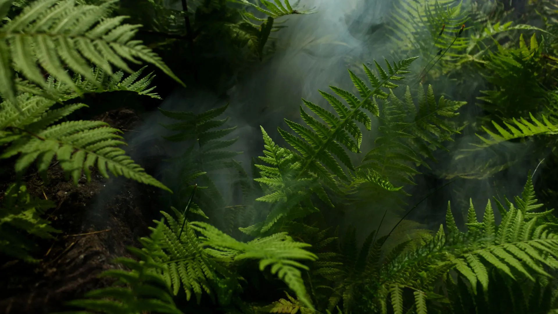 风景 ins风 Jungle second screen 绿色 植物 壁纸预览