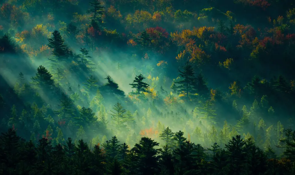 风景 森林 大自然 光 Fantasy Forest 壁纸预览
