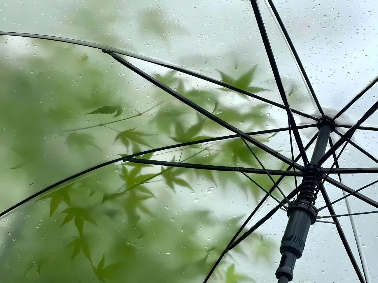 风景 绿色系 小清新 雨中绿意浓 壁纸预览