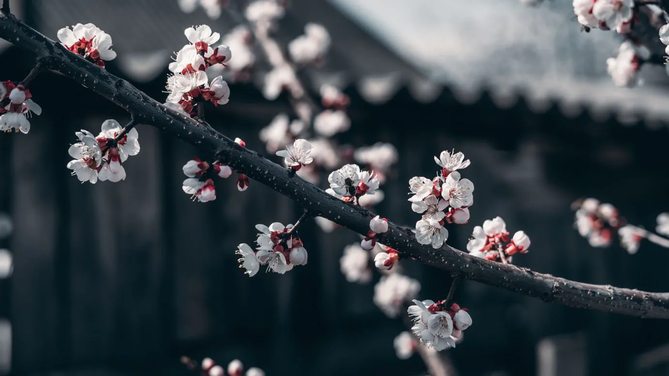 ins风 风景 Cherry 鲜花 小花朵 壁纸预览