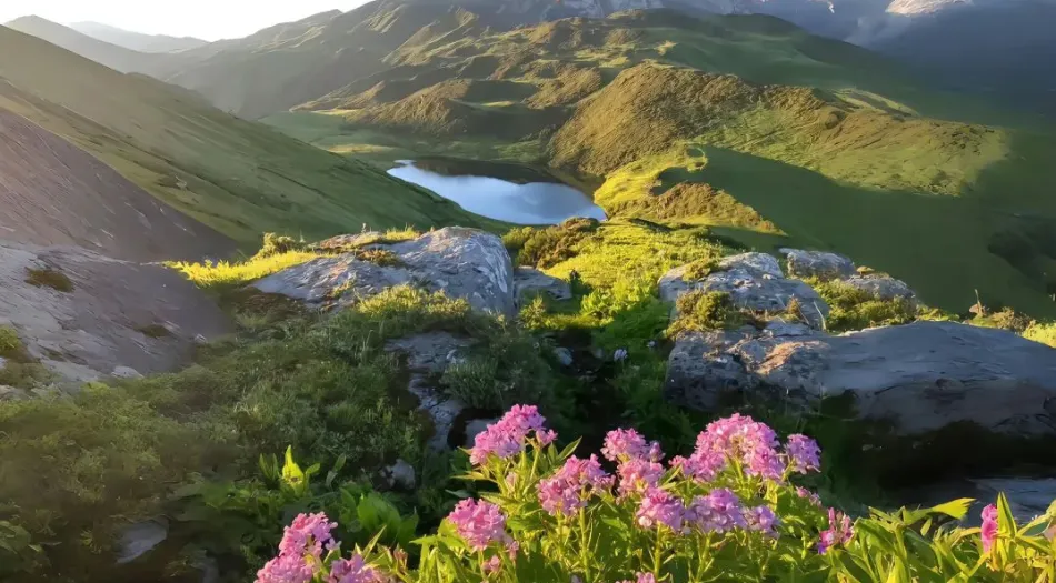 花,好看,大自然,春,风景(分类) 壁纸预览