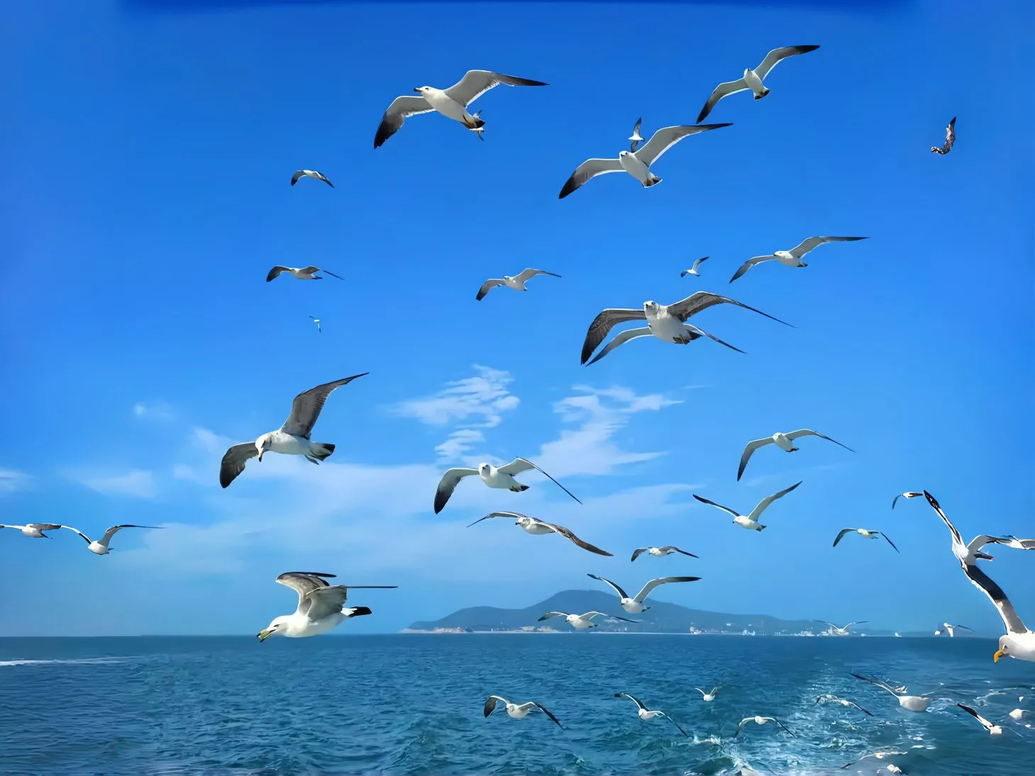 风景 海鸥 蓝天白云 大海 氛围感 壁纸预览