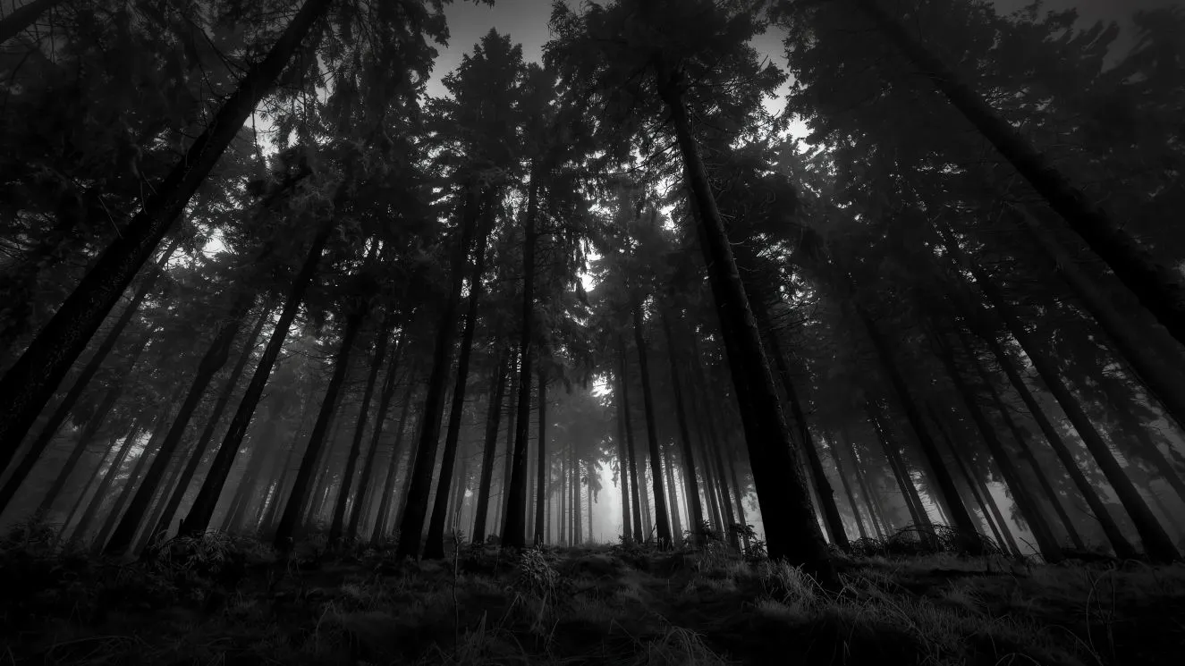 ins风 风景 dark forest 黑色 幽静森林 壁纸预览