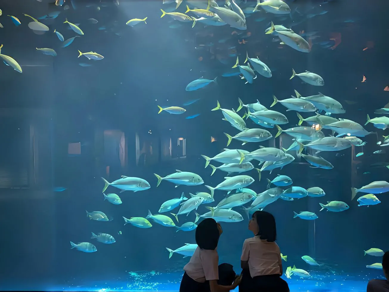 氛围感 海洋馆 鱼群 蓝色系 风景 壁纸预览