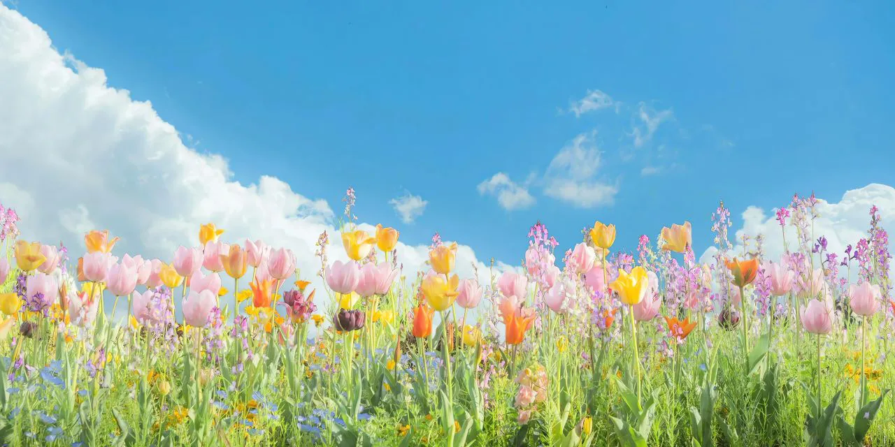 郁金香 花卉 蓝天 白云 风景 壁纸预览