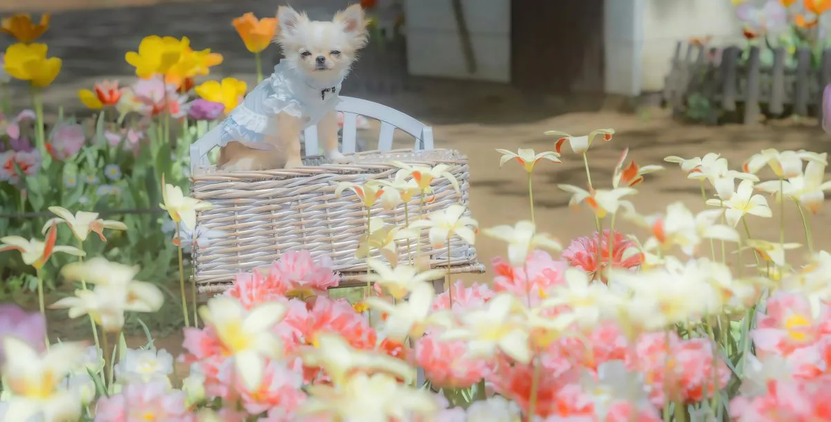 萌宠 小狗 花卉 治愈 动物 壁纸预览