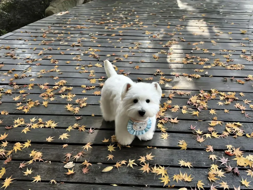 小狗 西高地 可爱 秋天 动物 壁纸预览