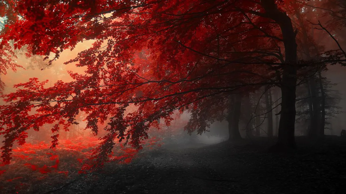 唯美 枫树 秋意 风景 Autumn Trees 壁纸预览