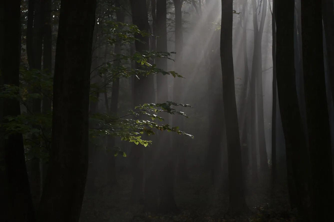 风景 休闲时光 超好看的风景 ins风 One Forrest 壁纸预览