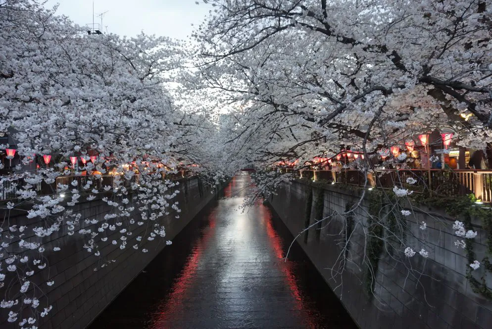 风景 氛围感 植物 ins风 Meguro River 壁纸预览
