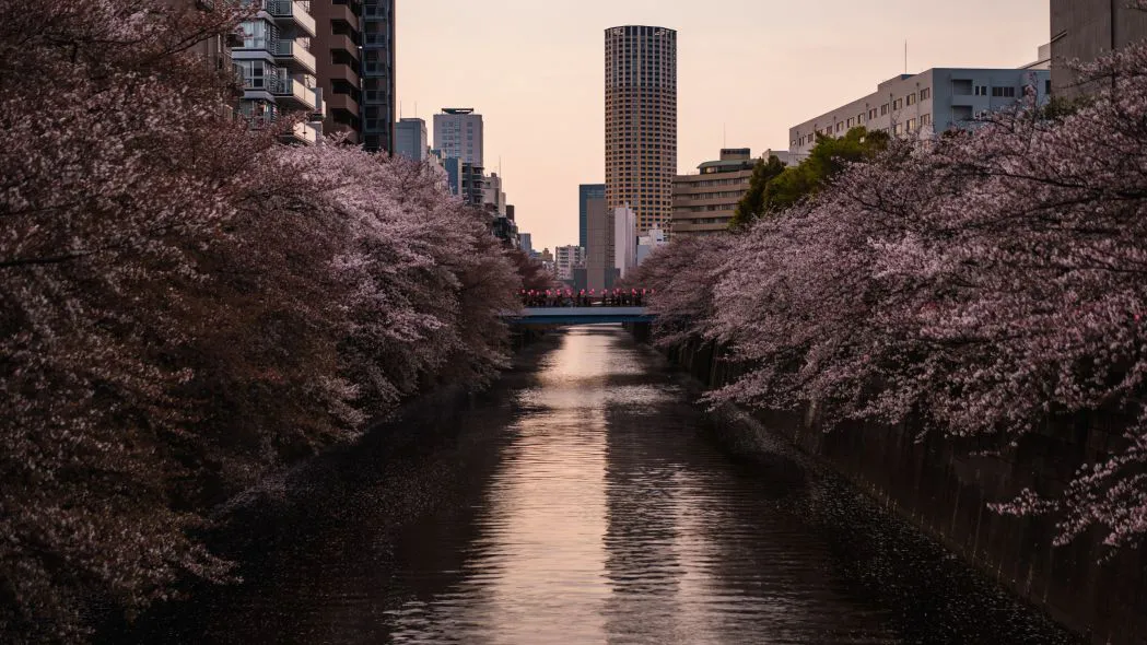 风景 氛围感 植物 ins风 Meguro River 壁纸预览