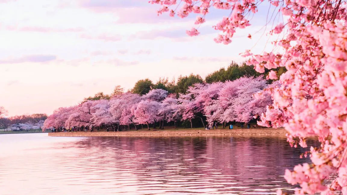 动漫场景 ins风 粉色 cheery blossom lake 壁纸预览