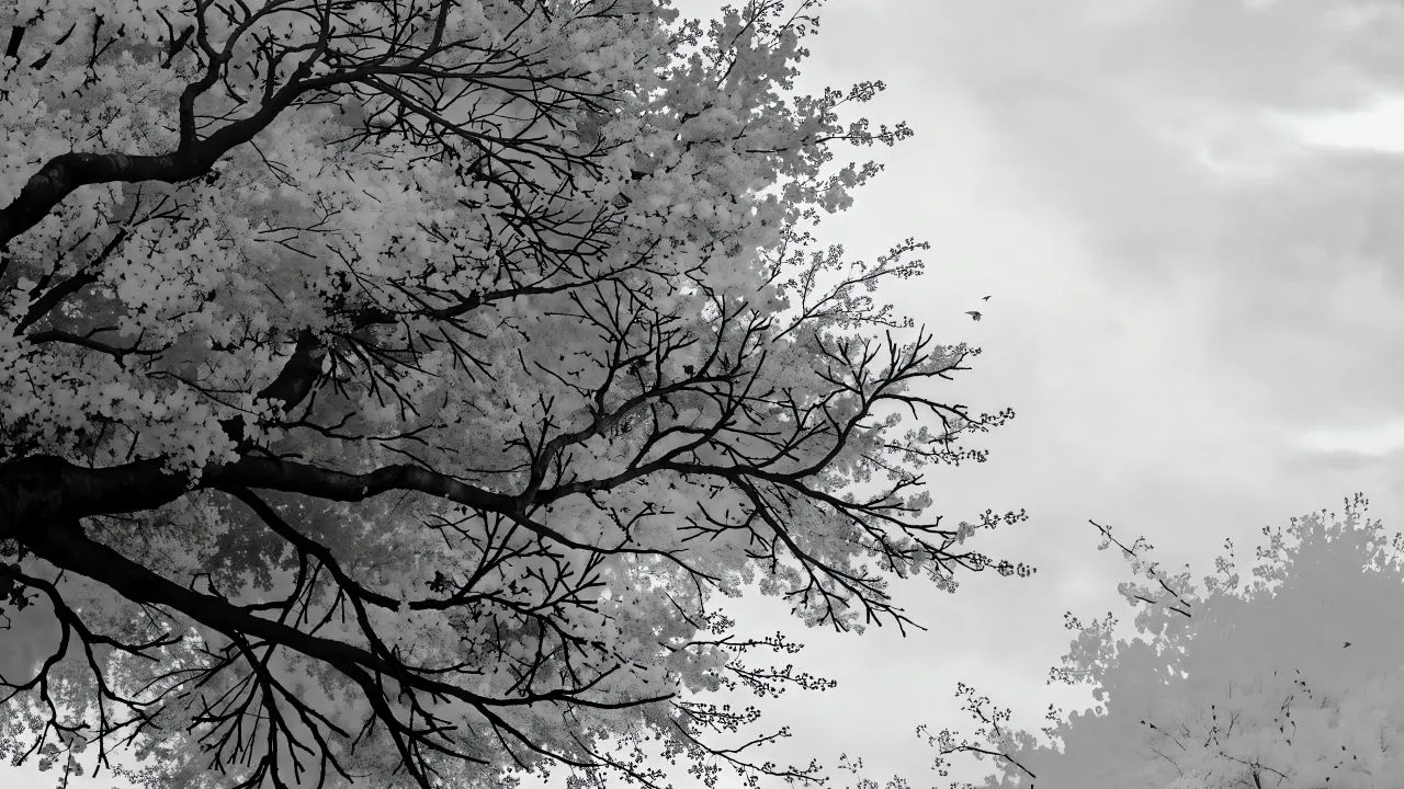 动漫 二次元 White sakura 壁纸预览