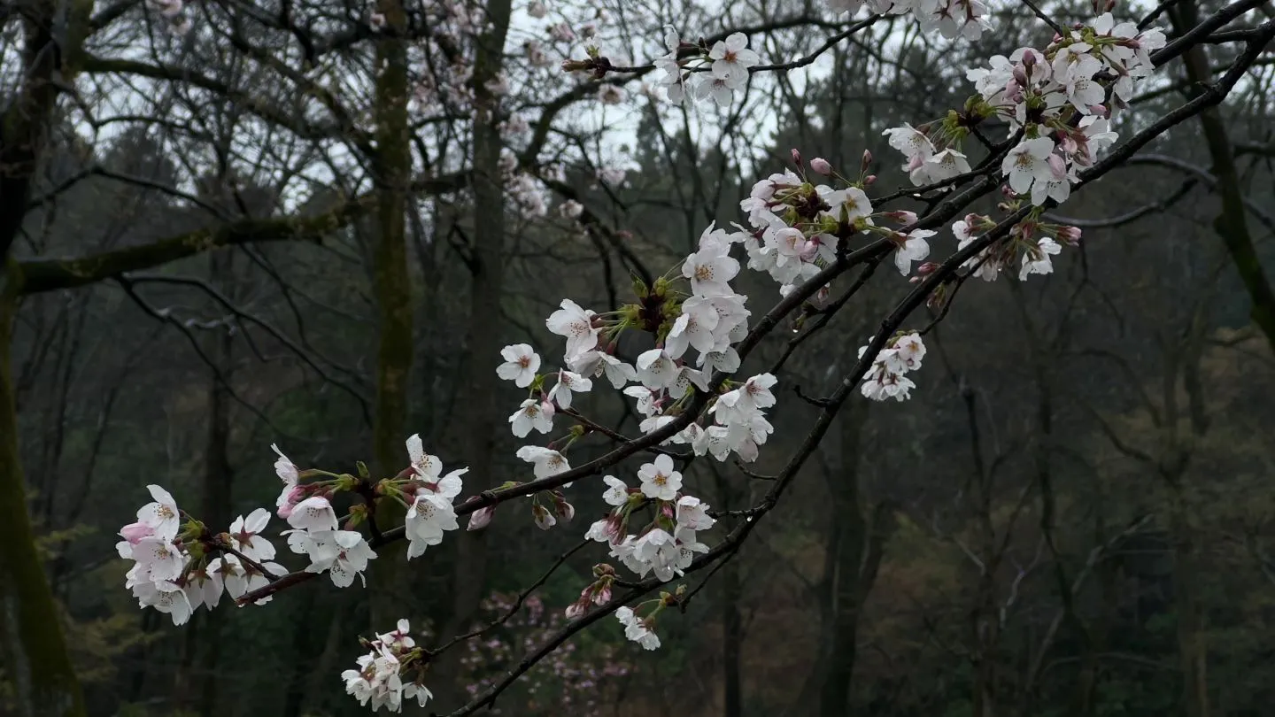 超好看的风景 花朵 暗色系 ins风 雨 樱 壁纸预览