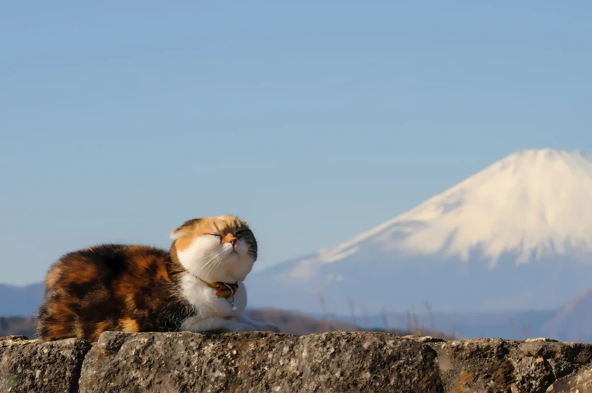 三花猫 富士山 蓝天 惬意 石墙 风景 壁纸预览
